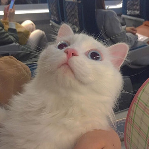 男人机巴入女人阴道啪啪啪视频
